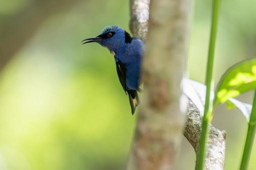 青と緑の光沢が美しいシロエリハチドリ 青と緑の光沢が美しいシロエリハチドリの写真