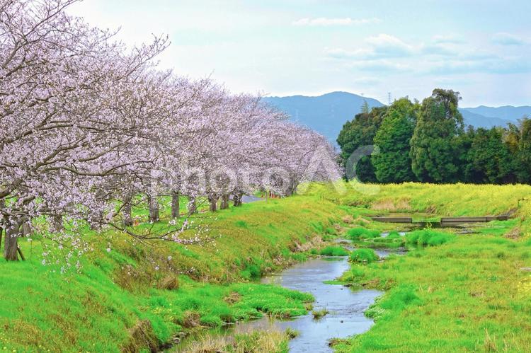 草場川の桜並木 桜並木,草場川,桜の写真素材
