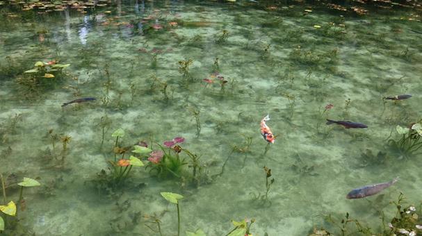 名もなき池 名もなき池 岐阜,モネの池,モネの写真素材