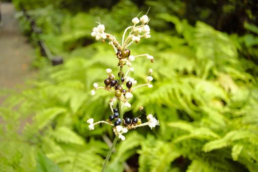 ヤブミョウガ　3 ヤブミョウガ,薮茗荷,polliaの写真素材