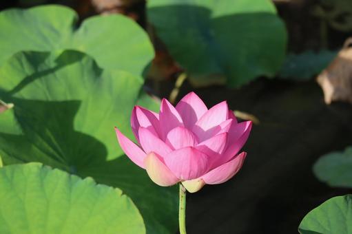 緑の葉とピンクの蓮の花の咲く池の風景 緑の葉とピンクの蓮の花の咲く池の風景 緑,葉,ピンクの写真素材