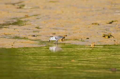 Photo, dunlin, siki, plover eyes, 