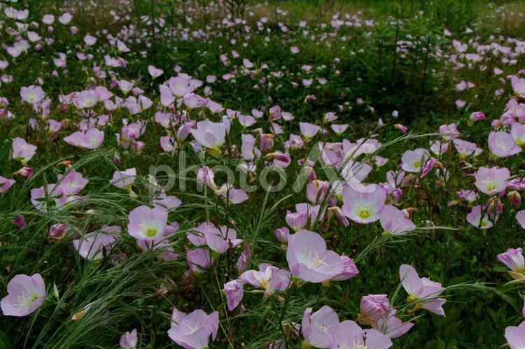 群生する昼咲月見草02 ヒルザキツキミソウ,昼咲月見草,花の写真素材