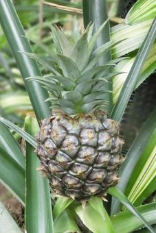 鞍ヶ池公園　植物園　パイナップル 鞍ヶ池公園,豊田,パイナップルの写真素材