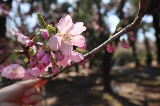 公園の桜の写真