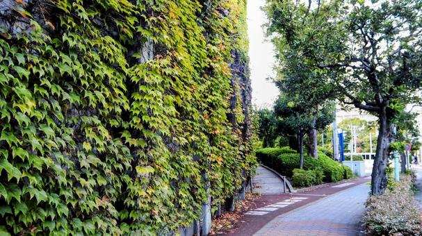 江戸川区球場の蔦&西葛西の街(江戸川区) 江戸川区球場の蔦&西葛西の街(江戸川区) 江戸川区球場,西葛西,秋の写真素材