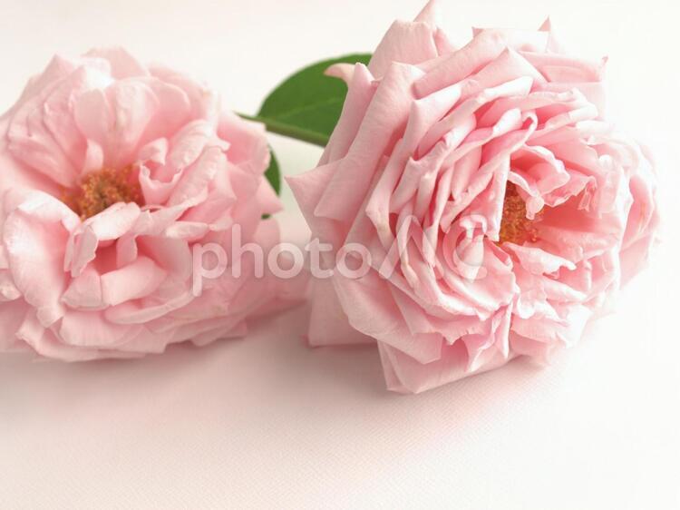 美しいピンクの薔薇、２輪、白背景 ばら,ピンク,一輪の写真素材
