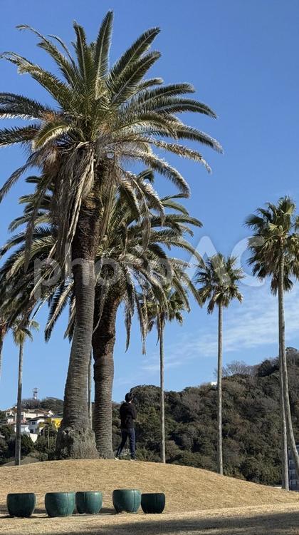 ヤシの木のある公園 ヤシの木,海,海外の写真素材