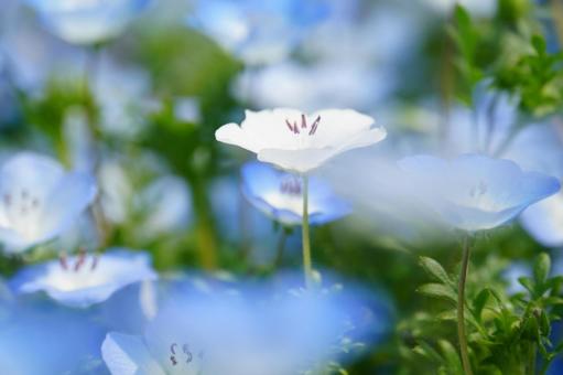 妖艶な白いネモフィラの花 妖艶な白いネモフィラの花の写真
