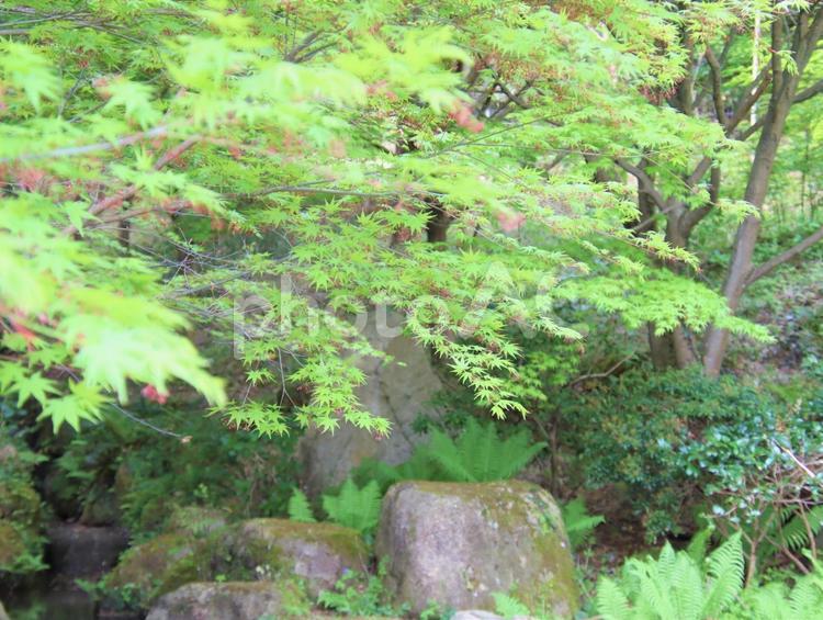 渓谷の新緑が美しい 木,木々,青葉の写真素材