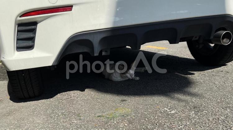 日陰で気持ち良さそうに眠る野良猫 野良猫,猫,車の下の写真素材