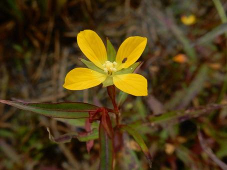 【花の写真】ヒレタゴボウ(鰭田牛蒡) 【花の写真】ヒレタゴボウ(鰭田牛蒡)の写真