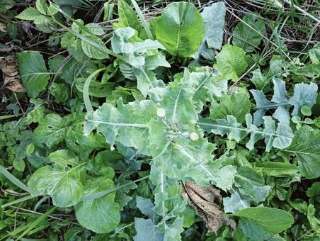 葉っぱ1042 植物,緑,葉っぱの写真素材