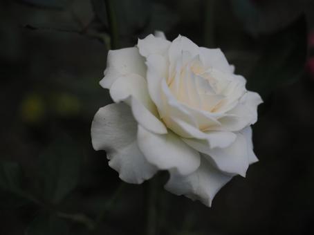 バラ園にて白い薔薇を撮影しました バラ園にて白い薔薇を撮影しましたの写真