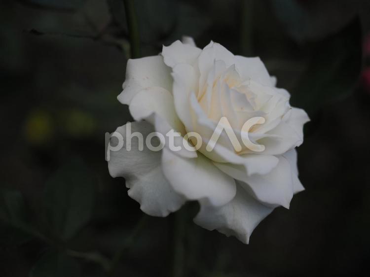バラ園にて白い薔薇を撮影しました 花,薔薇,花びらの写真素材