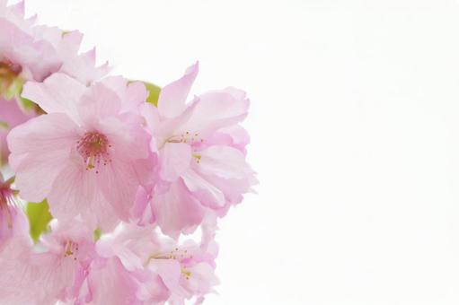 桜 桜,スペース,余白の写真素材