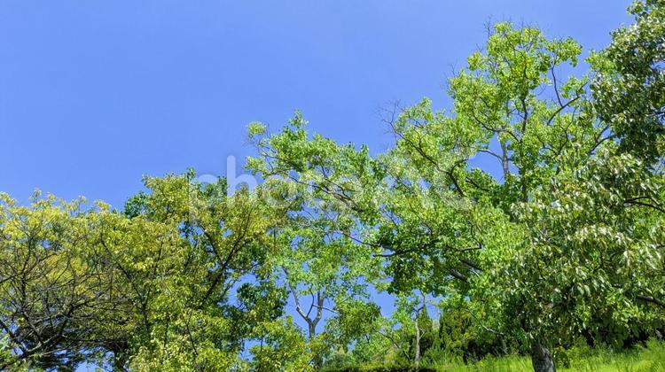 青空と緑の木々-26 自然,晴天,空の写真素材