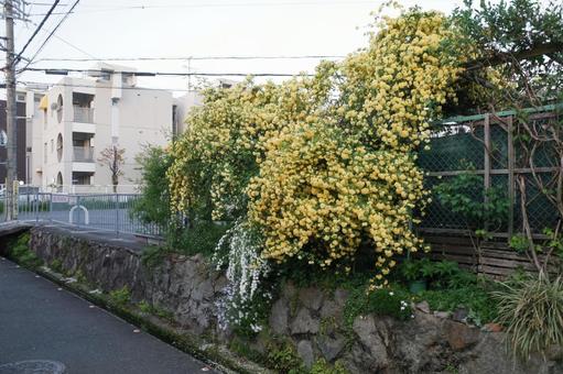 Photo, flowering, bloom in bloom, full bloom, 