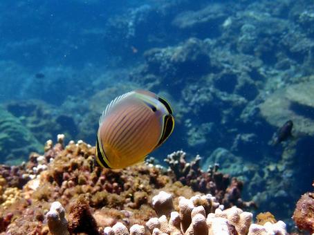 ミスジチョウチョウウオ ミスジチョウチョウウオ 魚,海,沖縄の写真素材