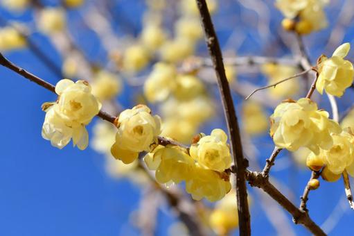 蝋梅の花 蝋梅の花の写真