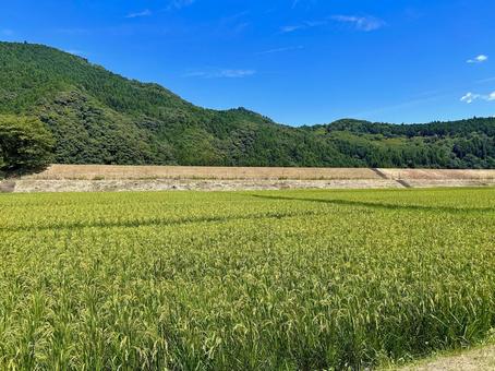 畑(夏) 畑(夏)の写真