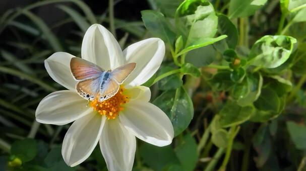 ウラナミシジミとダリアの花１ 蝶,蝶と花,ウラナミシジミの写真素材