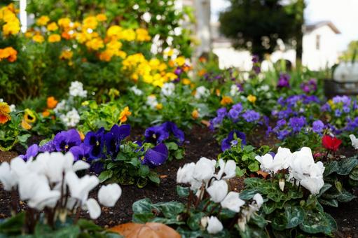 色とりどりの花が咲くガーデン 秋,オレンジ色,花のある風景の写真素材