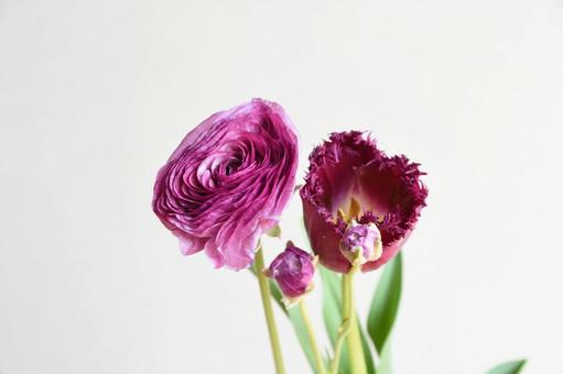 ラナンキュラスとチューリップ 赤紫,ラナンキュラス,チューリップの写真素材