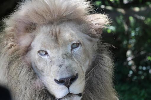 眼光鋭いライオン 眼光鋭いライオン 動物,ライオン,生き物の写真素材