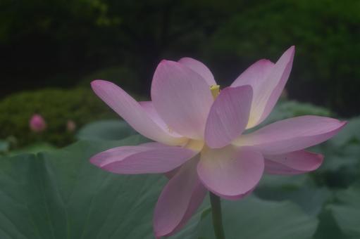Photo, plant, a lotus, oga lotus, 