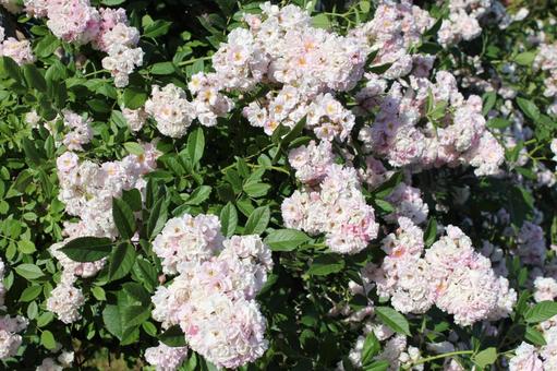 ばら182 ばら182 バラ,薔薇,自然の写真素材