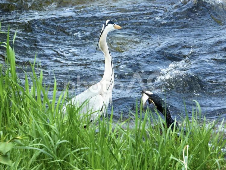 魚を咥えるカワウと魚を狙うアオサギ 鳥,野鳥,アオサギの写真素材