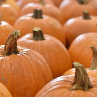 ハロウィン ハロウィンの写真