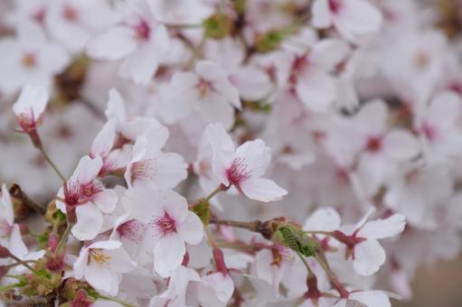 桜 桜の写真