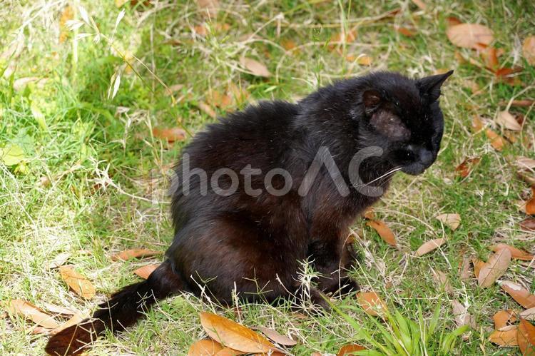 草地でくつろぐ黒猫 猫,黒猫,動物の写真素材