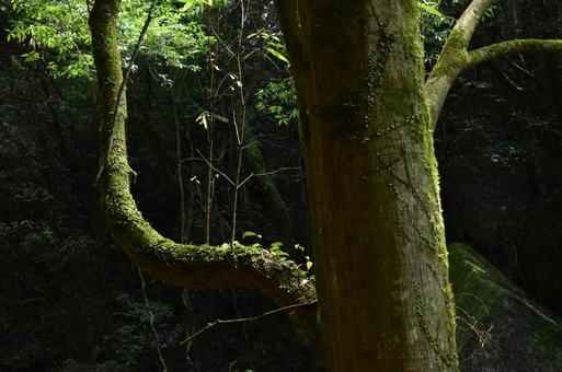 森 森の写真