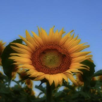 夏の記憶 夏の記憶 夏,益子,ひまわりの写真素材