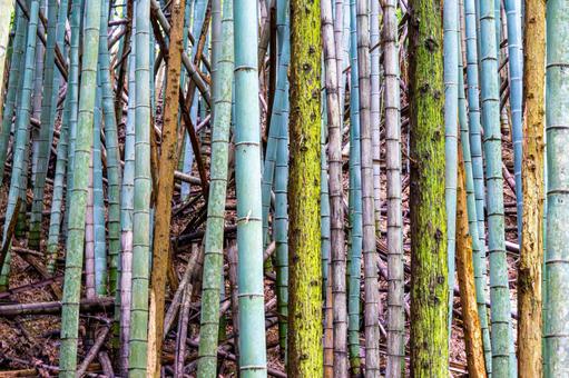 荒れた竹林 荒れた竹林 竹藪,情緒,風情の写真素材