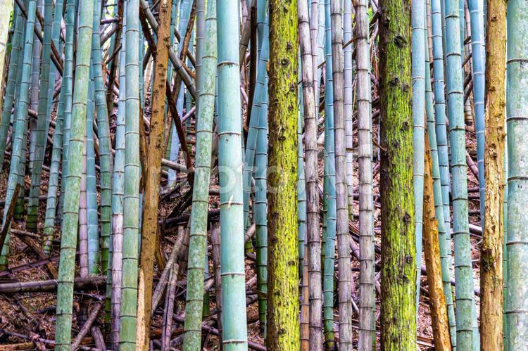 荒れた竹林 竹藪,情緒,風情の写真素材