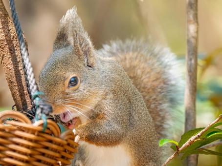 餌を食べるニホンリス 餌を食べるニホンリスの写真