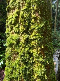 苔の写真