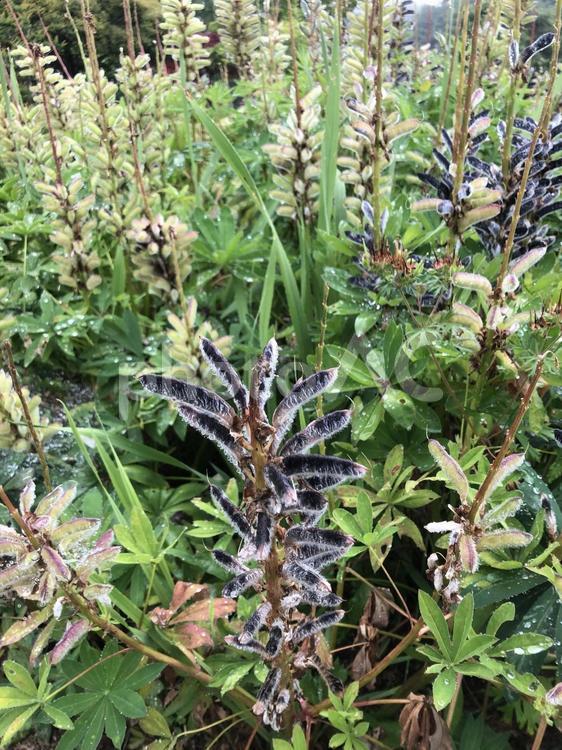 雨の日の自然公園 自然,花,公園の写真素材