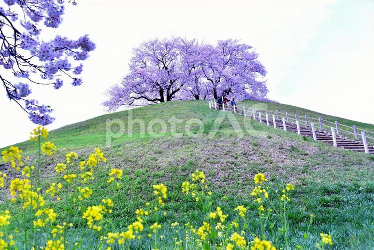 さきたま古墳と桜 古墳,春,さきたま古墳の写真素材