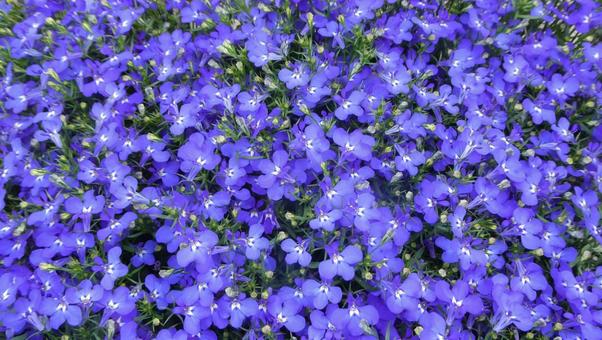青い小花 ロベリアの花 レオン 青い小花 ロベリアの花 レオンの写真