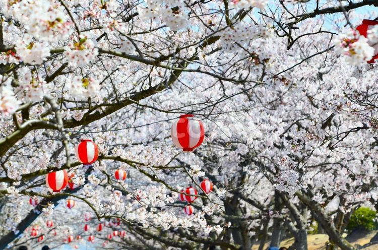 お花見のイメージ② 桜,花見,ちょうちんの写真素材