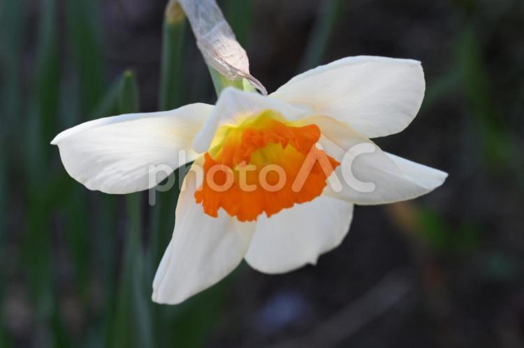 家の庭に咲いた水仙の花 春,クローズアップ,ガーデニングの写真素材