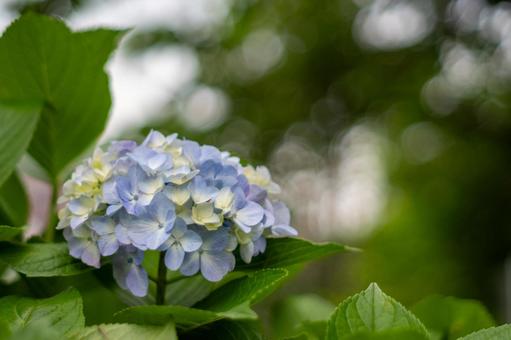 Hydrangea, JPG Hydrangea, JPG