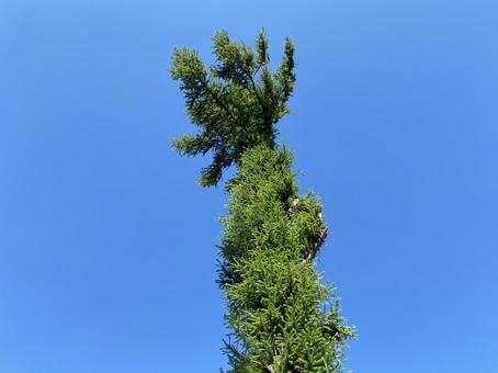 青空と木 青空と木の写真