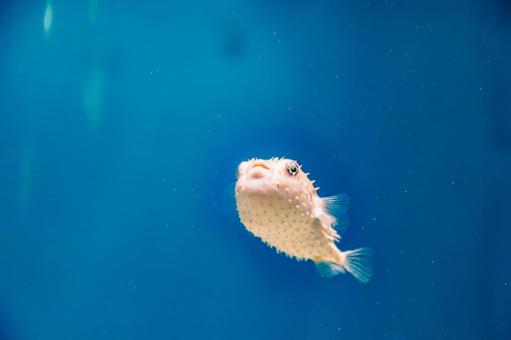 フグのクローズアップ フグのクローズアップ 海響館,フグ,魚の写真素材