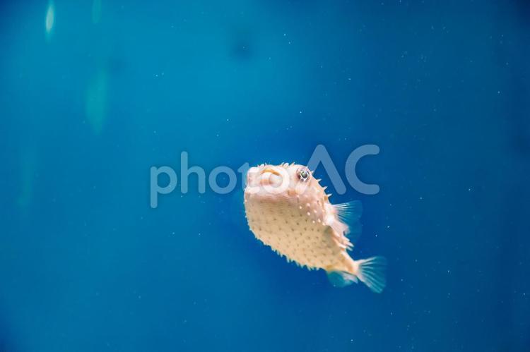 フグのクローズアップ 海響館,フグ,魚の写真素材